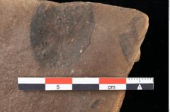 Foto (Detailansicht) von Xylomites arbuti serrae Ettingshausen (NHMW-GEO-2024-0188-0066a)
